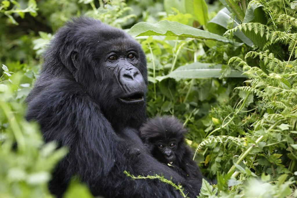 Majestic Gorilla
