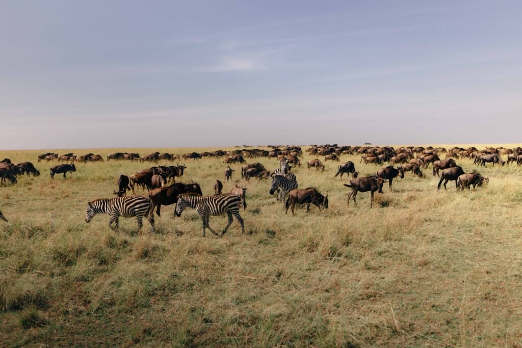 wildebeest migration safari