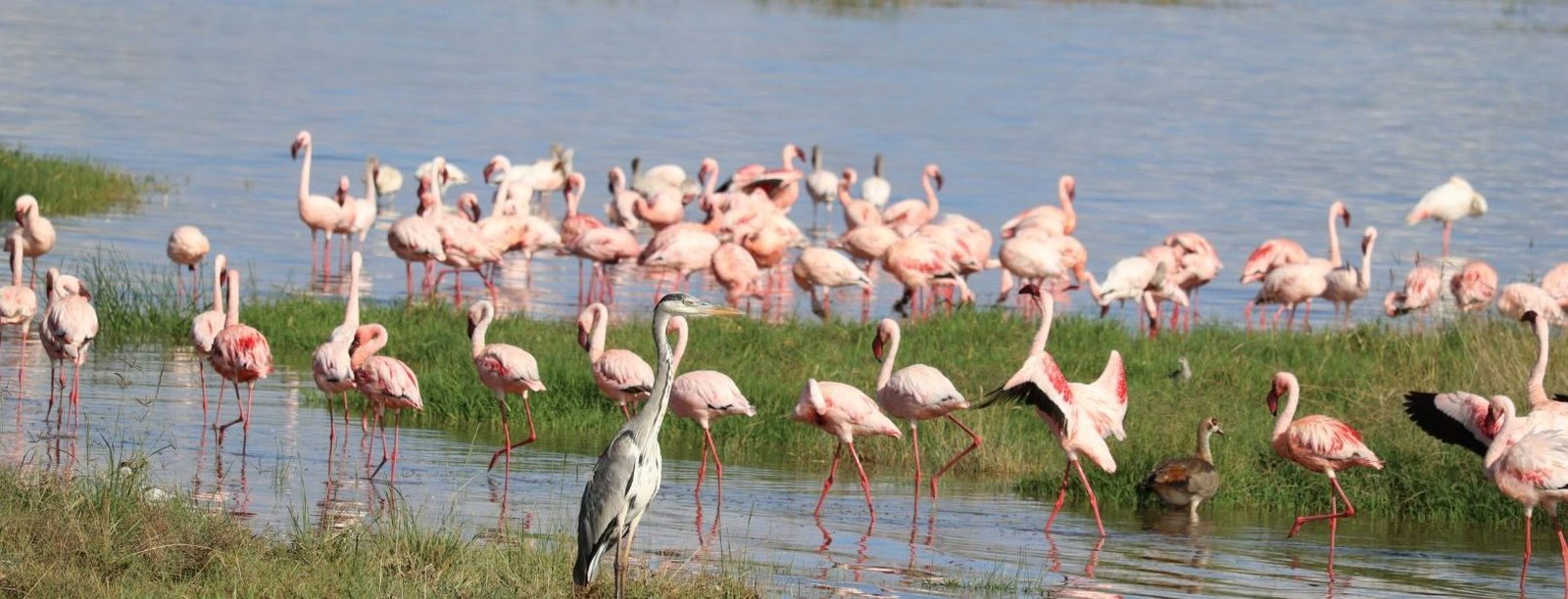 African Safari and Ocean Bliss img 1