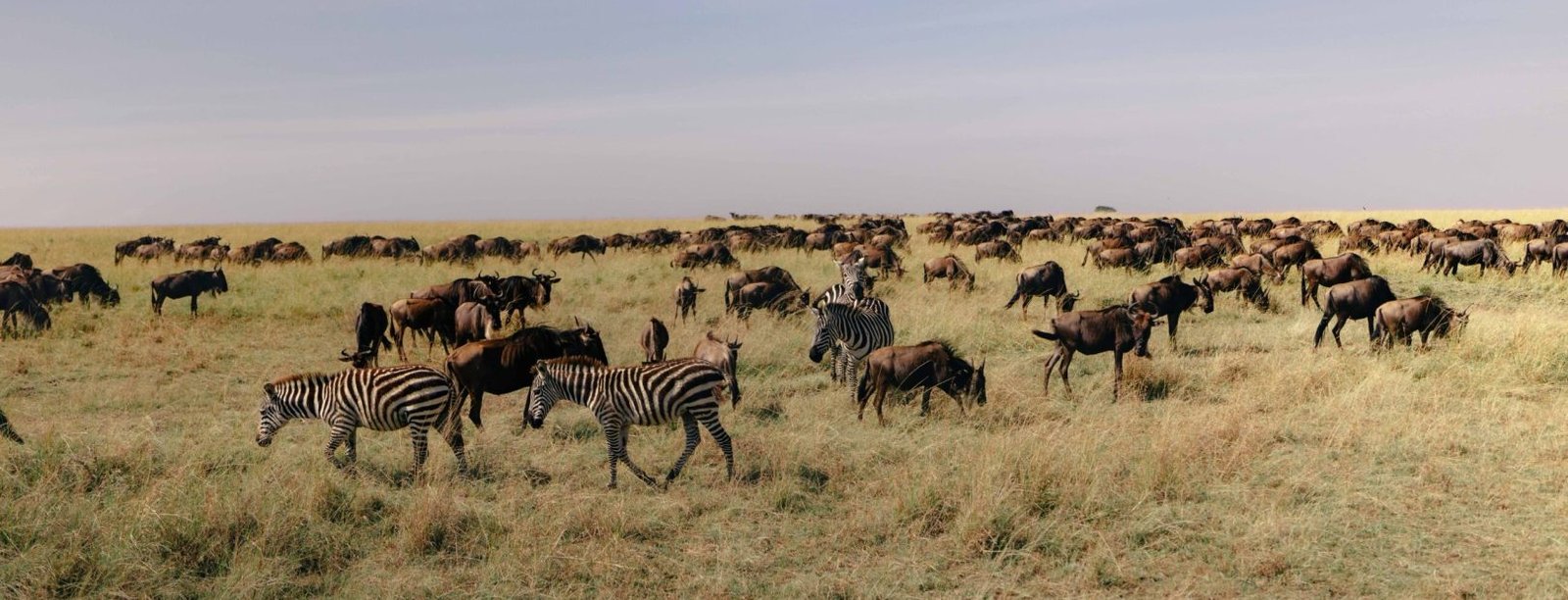 wildebeest migration safari