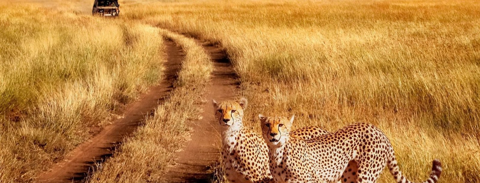 Tanzania - Package image 1
