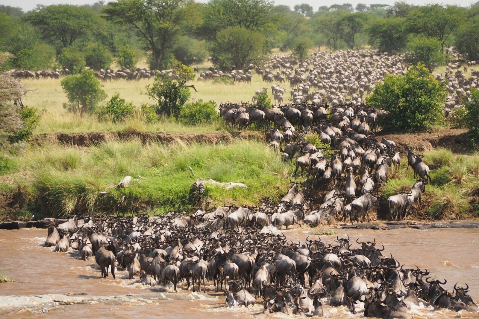 Wildebeest migration
